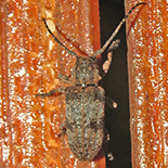 Mimocrossotus rhodesianus